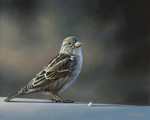 Sparrow At Dusk by Steven Tetlow