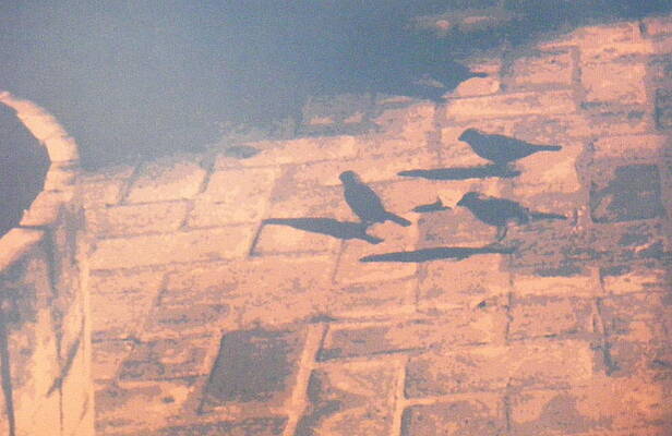 Sparrows by JJ Holland