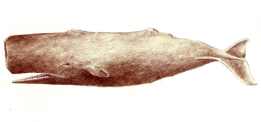 Sperm Whale by Michael Vigliotti Sperm Whale by Michael Vigliotti