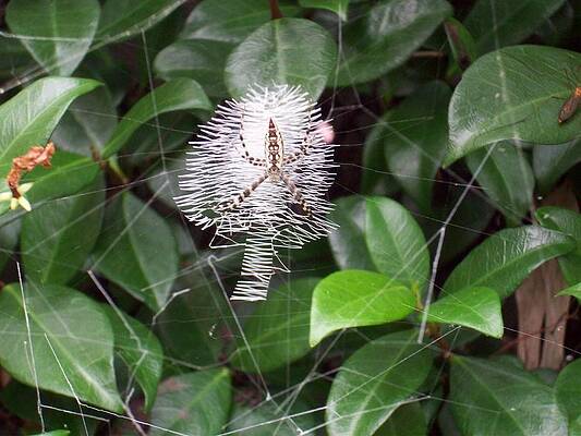 Spider and web on Jasmine by Michael Isam