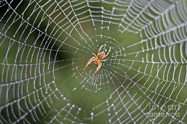 Wall Art - Photograph - Spider in a Dew Covered Web by Bruce Block