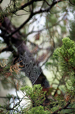 Spider Web In Tree by Willard Killough III Spider Web In Tree by Willard Killough III