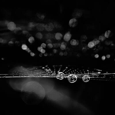 Wall Art - Photograph - Spiderweb No 2
covered In Early by Brian Carson