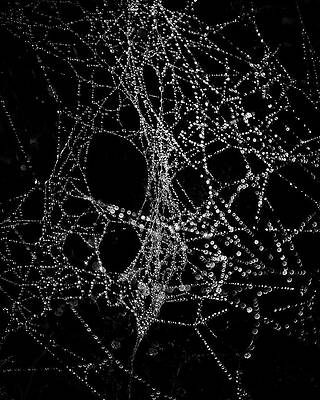 Wall Art - Photograph - Spiderweb No 4 by Brian Carson
