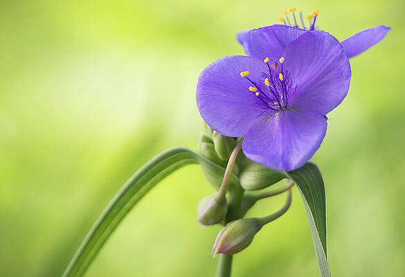 Wall Art - Photograph - Spiderwort Wildflower - Horizontal by Ron Pate