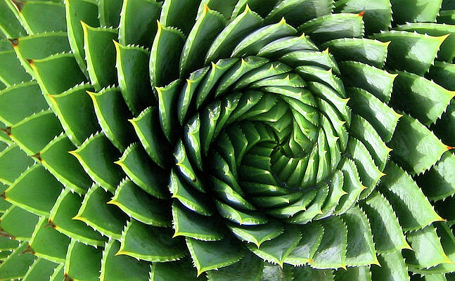 spiral plant by Marcus Best spiral plant by Marcus Best