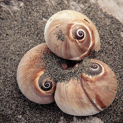 Spiral Seashells by Lucid Mood Spiral Seashells by Lucid Mood