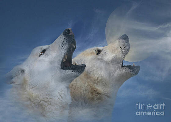 Wall Art - Photograph - Spirit in the Sky Two Wolves Howling at the Moon by Stephanie Laird