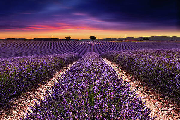 Wall Art - Photograph - Spirit of ecstasy by Jorge Maia