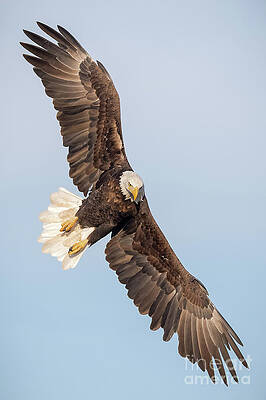 Wall Art - Photograph - Spread Eagle by Rudy Viereckl