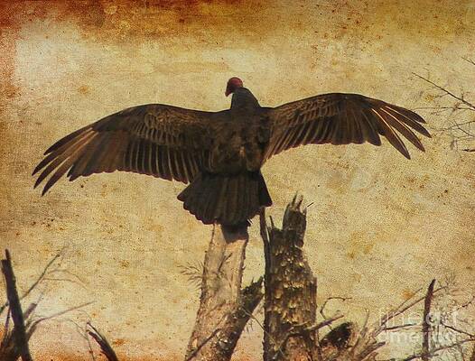 Spread Your Wings by Beth Wiseman Spread Your Wings by Beth Wiseman