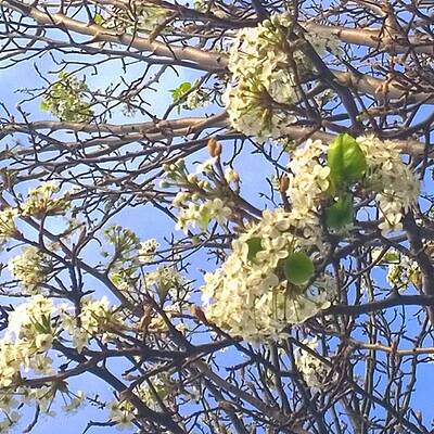 Wall Art - Photograph - #spring #blossoms Have Arrived :-) by Shari Warren