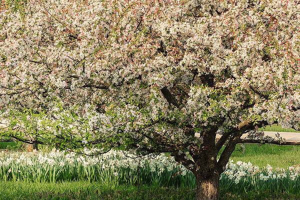 Wall Art - Photograph - Spring Blossoms by Joni Eskridge