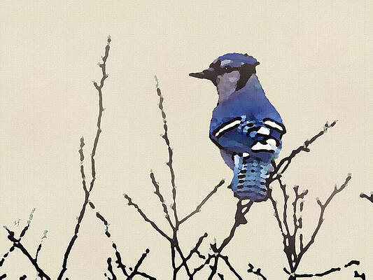Spring Blue Jay by Shelli Fitzpatrick Spring Blue Jay by Shelli Fitzpatrick