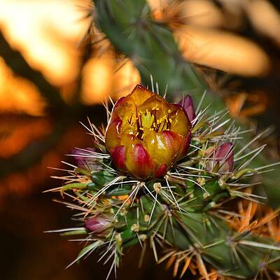Spring Cholla by Jason Blaauw