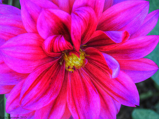 Wall Art - Photograph - Spring Delights by Kathi Isserman