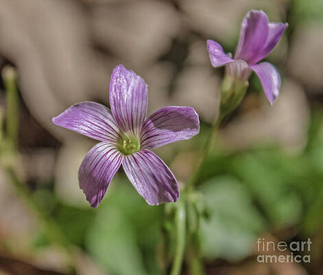 Wall Art - Photograph - Spring has Sprung Floral by Roberta Byram