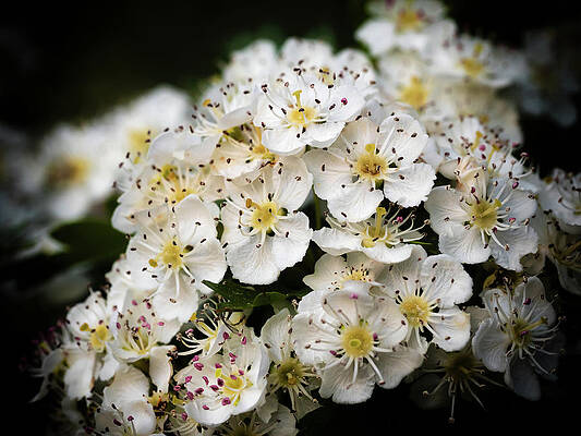 Wall Art - Photograph - Spring Hawthorn by Nick Bywater