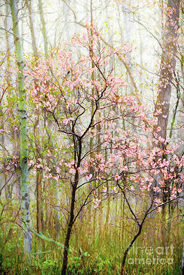 Wall Art - Photograph - Spring in the Forest by Lori Dobbs