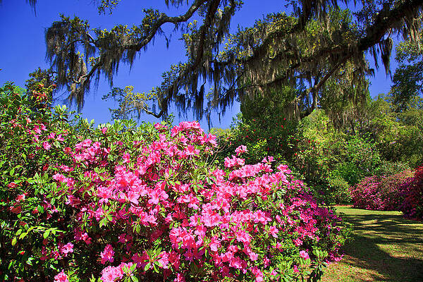 Wall Art - Photograph - Spring in the South by Jill Lang