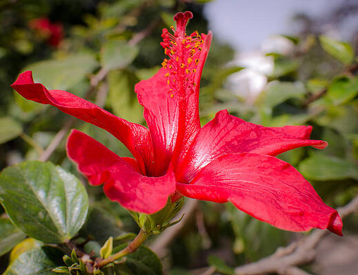 Wall Art - Photograph - Spring is coming by AM FineArtPrints