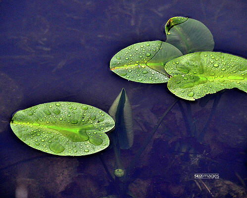 Wall Art - Photograph - Spring Lily Pads by Susie Loechler