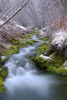 Wall Art - Photograph - Springing Forth by David Andersen