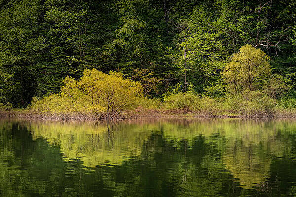 Springtime in the ANF by Ron Biedenbach Springtime in the ANF by Ron Biedenbach