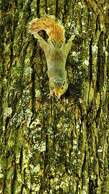 Wall Art - Photograph - Squirrel Bark Georgia Mountains by Lawrence S Richardson Jr