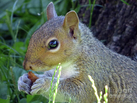 Squirrel Eating by Leara Nicole Morris-Clark Squirrel Eating by Leara Nicole Morris-Clark