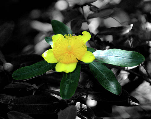 St John Wort by Angela Ford St John Wort by Angela Ford