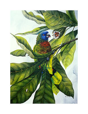 St. Lucia parrot and fruit by Christopher Cox St. Lucia parrot and fruit by Christopher Cox
