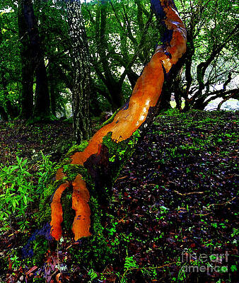 Stairway to Heaven by JoAnn SkyWatcher Stairway to Heaven by JoAnn SkyWatcher