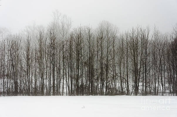 Wall Art - Photograph - Stand of Trees in Snow and Fog by Debra Fedchin