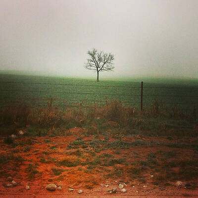 Wall Art - Photograph - Standing alone, a lone tree in the fog. by Shelli Fitzpatrick