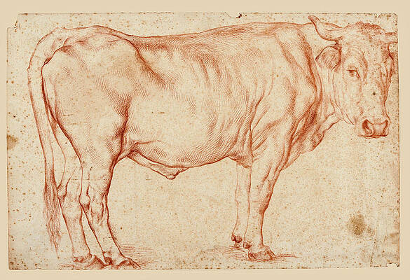 Standing Bull Print by Attributed to Philipp Peter Roos