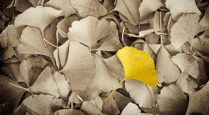 Wall Art - Photograph - Standing Out in a Crowd by Joye Ardyn Durham