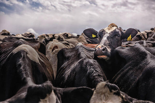 Wall Art - Photograph - Standing Out In The Crowd by Nick Bywater