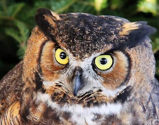 Stare Down by John G Schickler Stare Down by John G Schickler