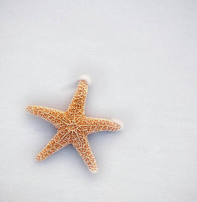 Wall Art - Photograph - Starfish by Robert Bellomy