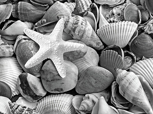 Wall Art - Photograph - Starfish with Shells and Pebbles Mono by Gill Billington