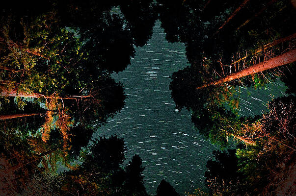 Stars and Trees by Michael J Lukas