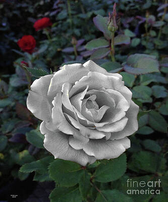 Stone Rose by Wanda-Lynn Searles Stone Rose by Wanda-Lynn Searles