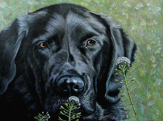 Black Labrador Drawings | Fine Art America