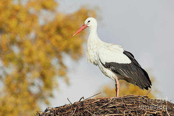 Stork on a nest, trees in the background by Nick Biemans Stork on a nest, trees in the background by Nick Biemans