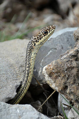 Wall Art - Photograph - Striped Whipsnake, Masticophis taeniatus by Breck Bartholomew