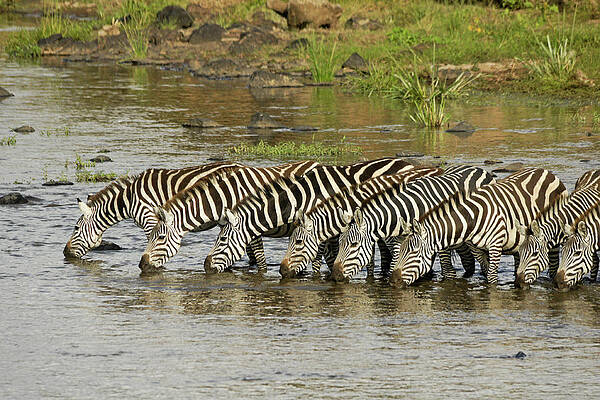 Stripes in a Row by Michele Burgess Stripes in a Row by Michele Burgess