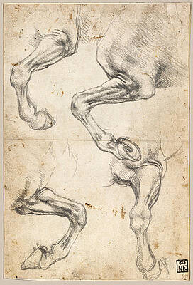 Studies of Horse's Leg Print by Leonardo Da Vinci