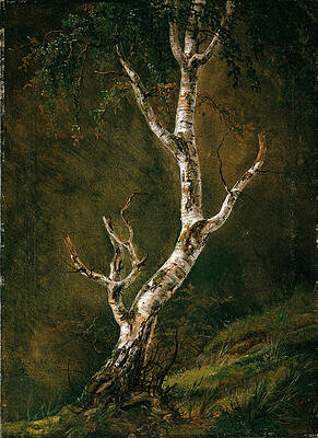 Study of a Birch Tree Print by Johan Christian Dahl