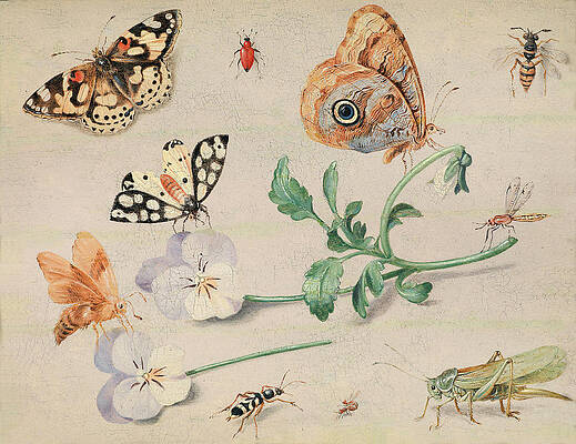 Study Of Insects And Flowers Print by Jan van Kessel the Elder